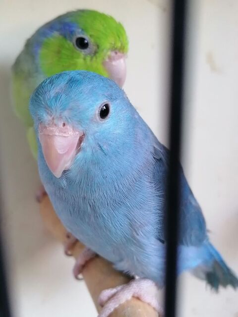 Toui céleste 0 62390 Auxi-le-chteau