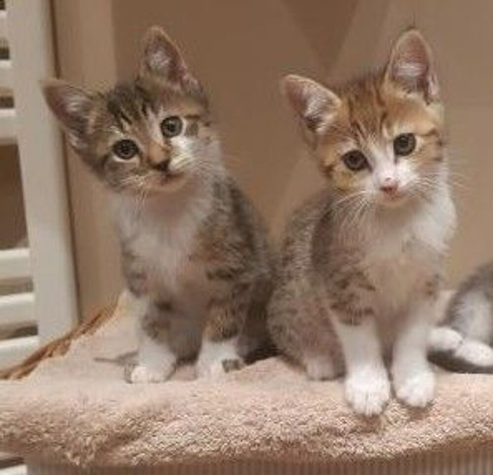   2 chatons a l'adoption 