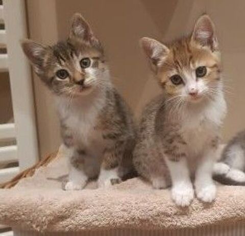 2 chatons a l'adoption 80 59151 Arleux