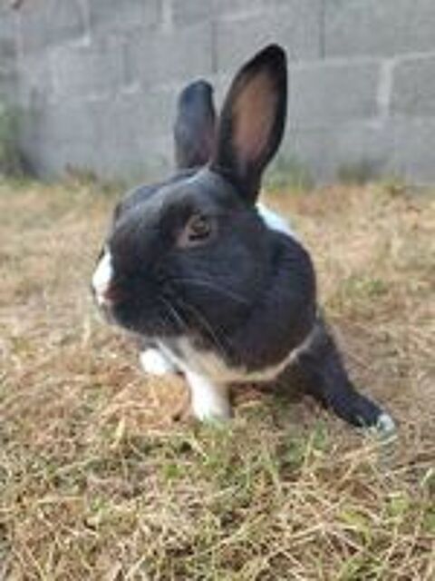   Papillon, lapin nain à adopter 