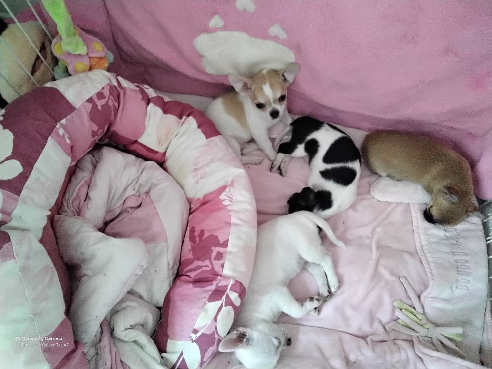   BB CHIHUAHUAS  