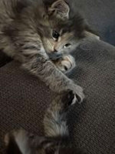   Femelle type Maine coon  