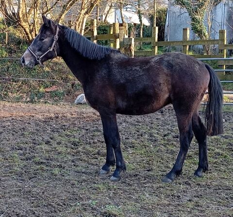 Poulains , cheval 2 ans 750 29400 Guimiliau