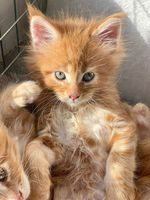   À réserver Superbes chatons Maine Coon  