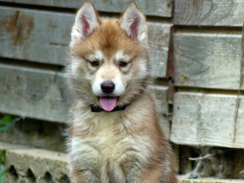 Chiot husky LOF 990 91650 Breuillet
