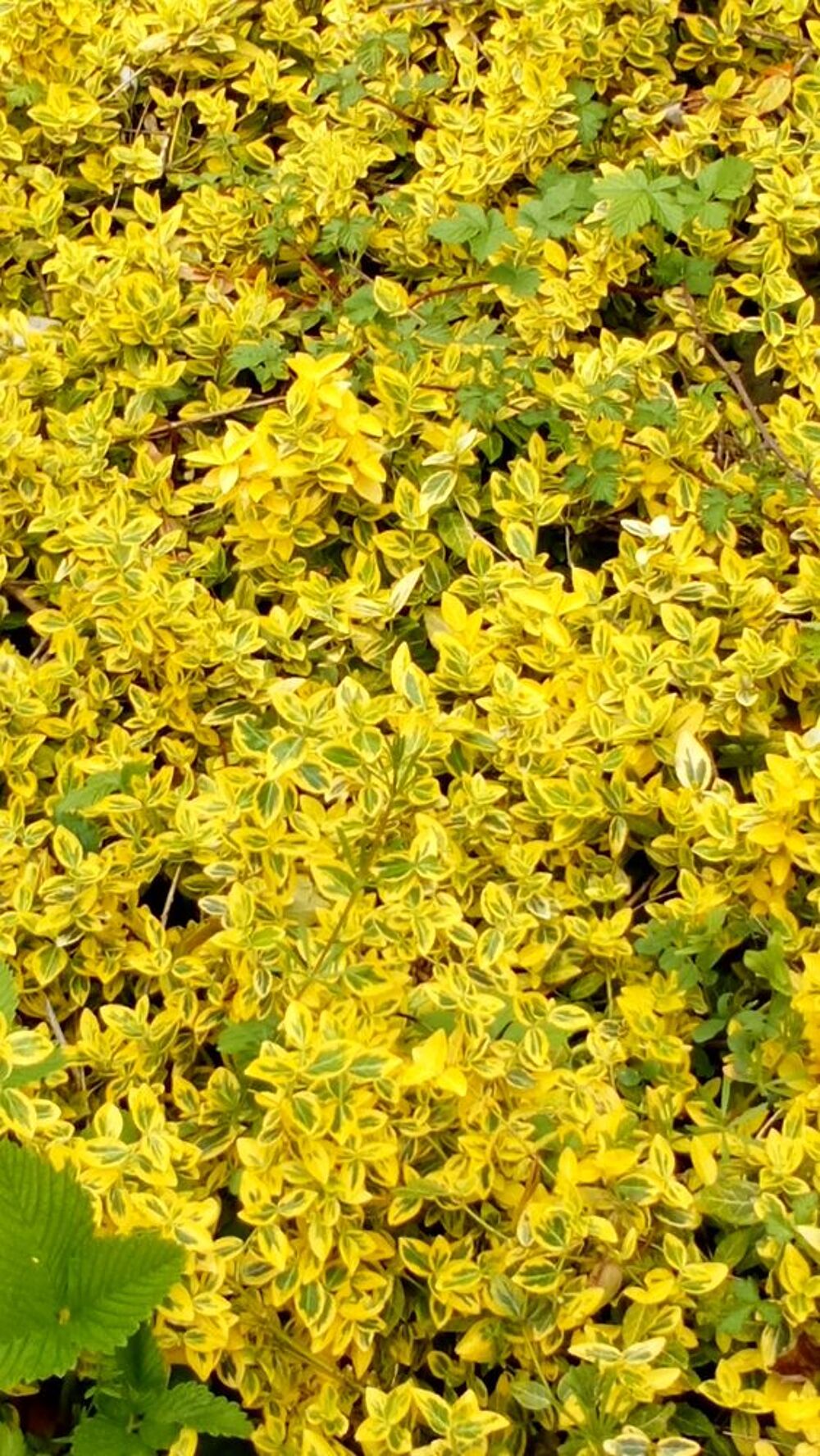 Fusain couvre-sol vert Jardin