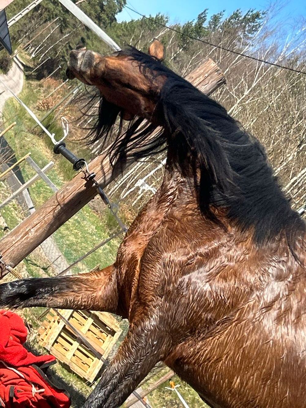 cheval &agrave; vendre Sports