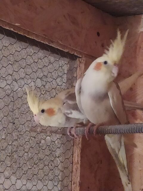 Calopsitte 60 81370 Saint-sulpice