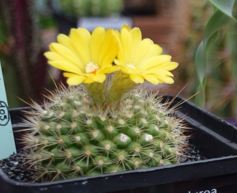 Graines de cactus Jardin