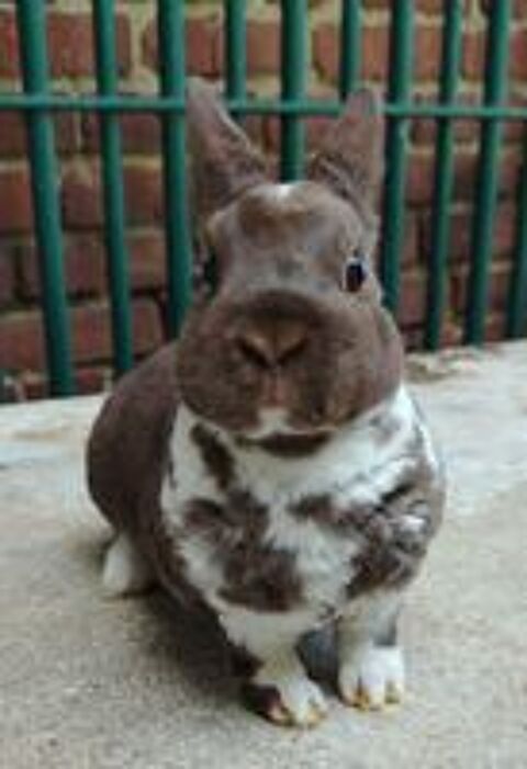   Lapin nain rex  
