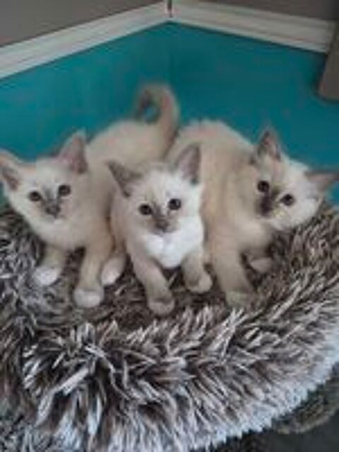   Chatons Sacrés de Birmanie 