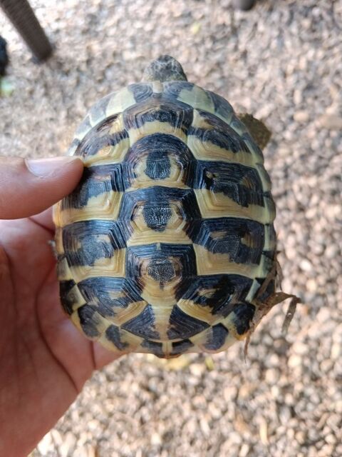 Tortue de terre de 5/6 ans femelle 180 84270 Vedène