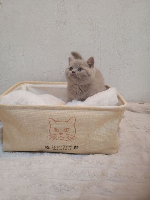 Chaton british shorthair  990 59230 Saint-amand-les-eaux