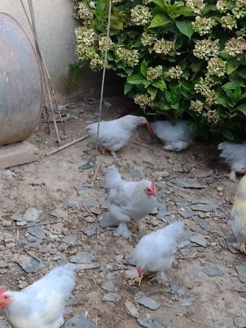 coq pure race 
15 28160 Bullou