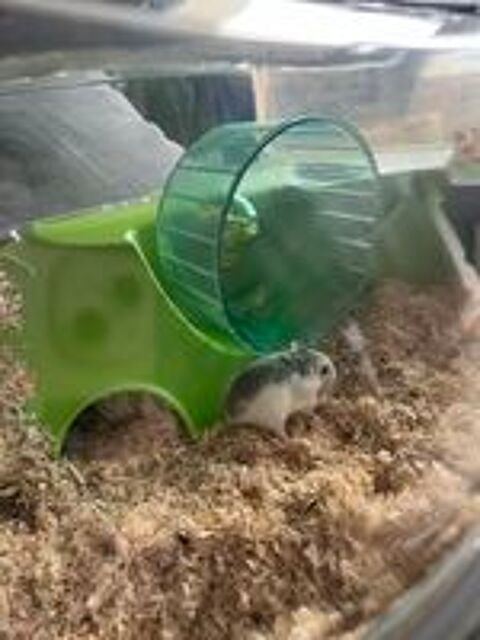   PACK cage entier HAMSTER 