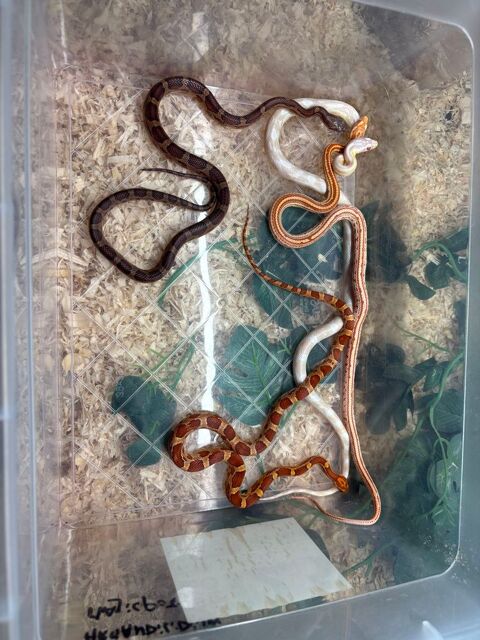 Pantherophis guttatus / eplaphes / serpents des bl&eacute;s 150 62138 Haisnes