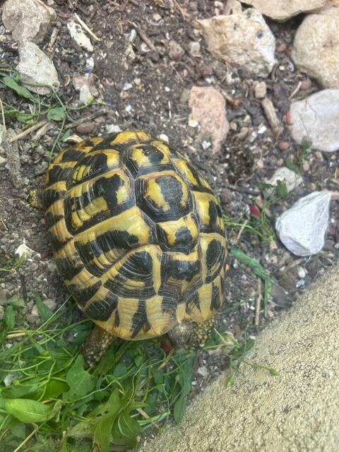 C&egrave;de couple tortue de terre 499 13340 Rognac