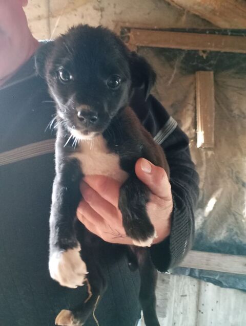 Don de Chiots 0 43260 Queyri�res