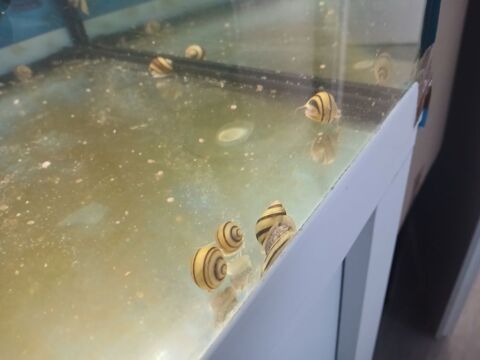 Escargots d'aquarium 1 45160 Olivet