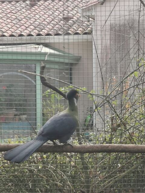 Touraco joue blanche. 250 16410 Sers