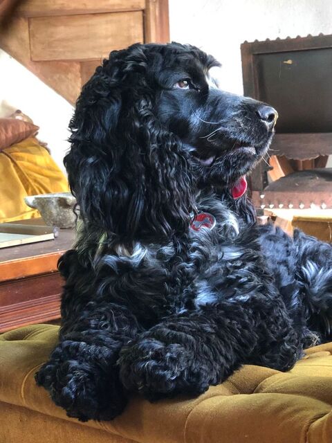 Superbe male cocker anglais LOF pour saillie 450 68400 Riedisheim