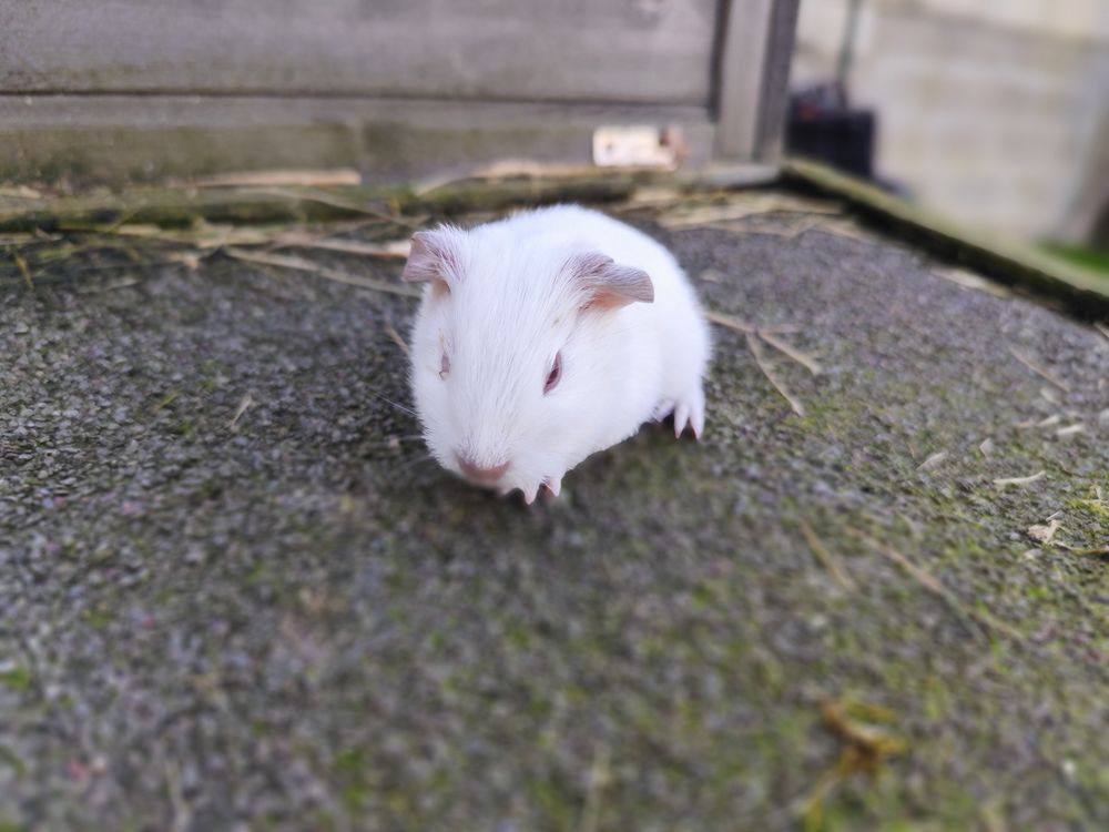   B�b� cochon d'Inde m�le  