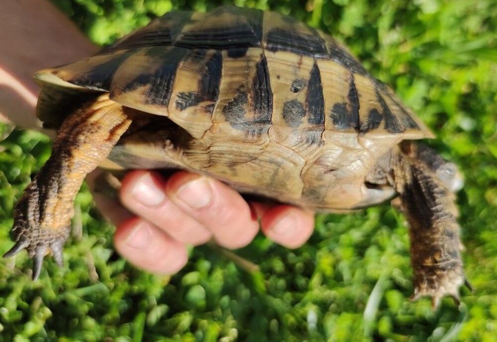   Donne tortue Graeca marokensis contre bons soins  