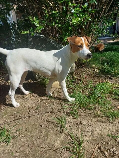 Chien MIKI &agrave; l adoption 300 26300 Ch�teauneuf-sur-is�re