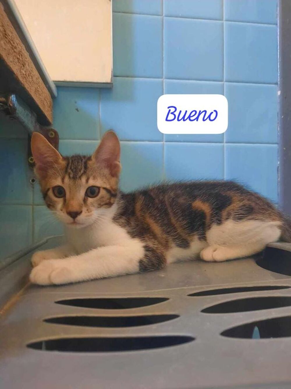   Chats chatons � adopter par association  