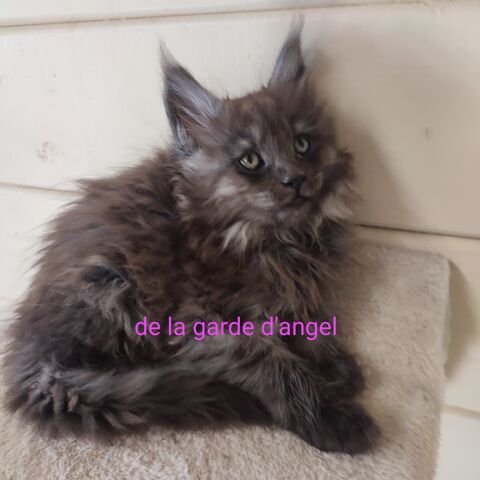  Chatons maine coon LOOF  1200 30330 Tresques