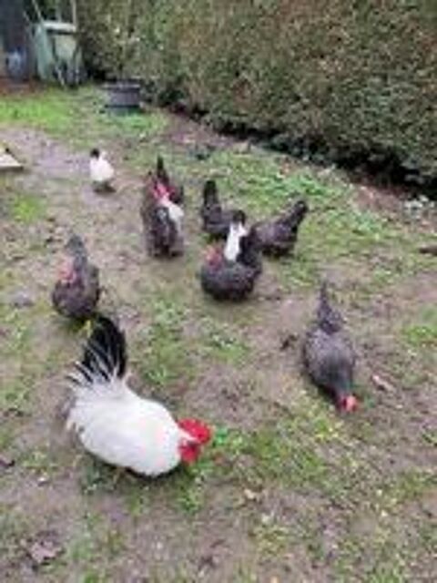   couple poule naine CHABO 