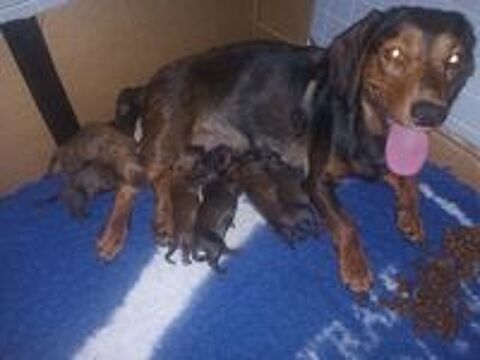   Chiot basset des alpes  