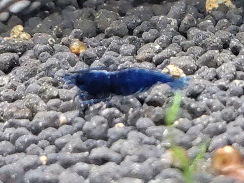 crevettes blue dream 3 91100 Corbeil-essonnes