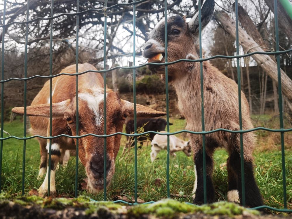   Chèvres naines apprivoisées 