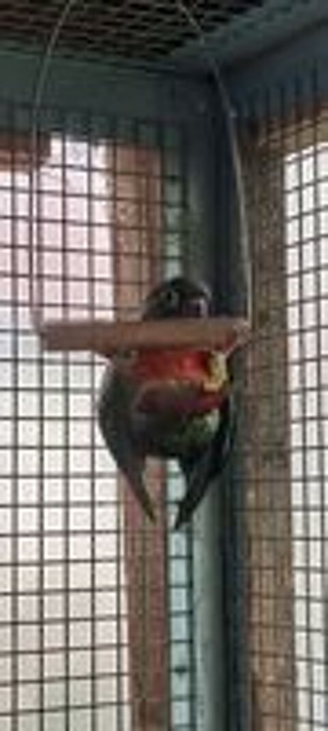   Conure molinae  