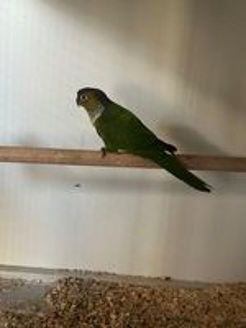   Conure  