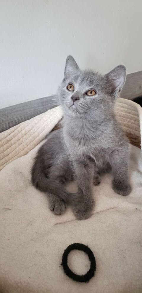 Chatons chartreux disponibles 850 39310 Septmoncel
