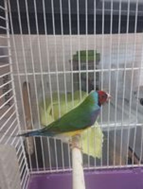   Diamant gould mle  