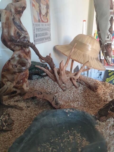 terrarium+serpent des blé 215 13200 Arles