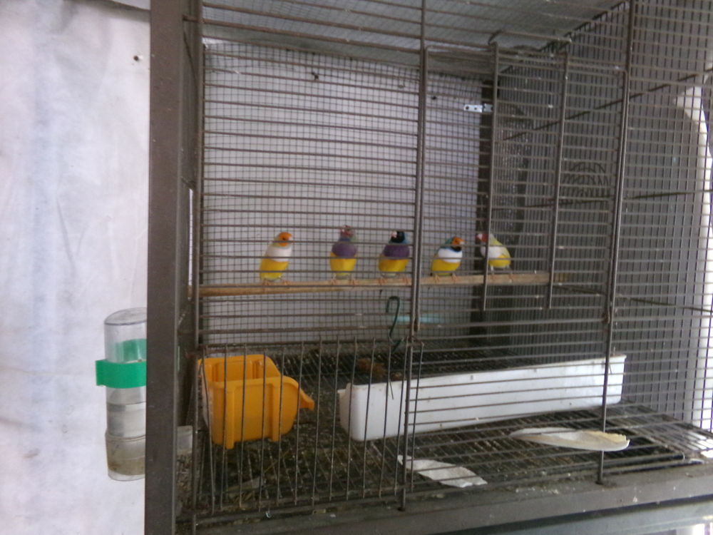   Diamant Gould 