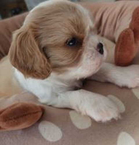   Cavalier king charles  