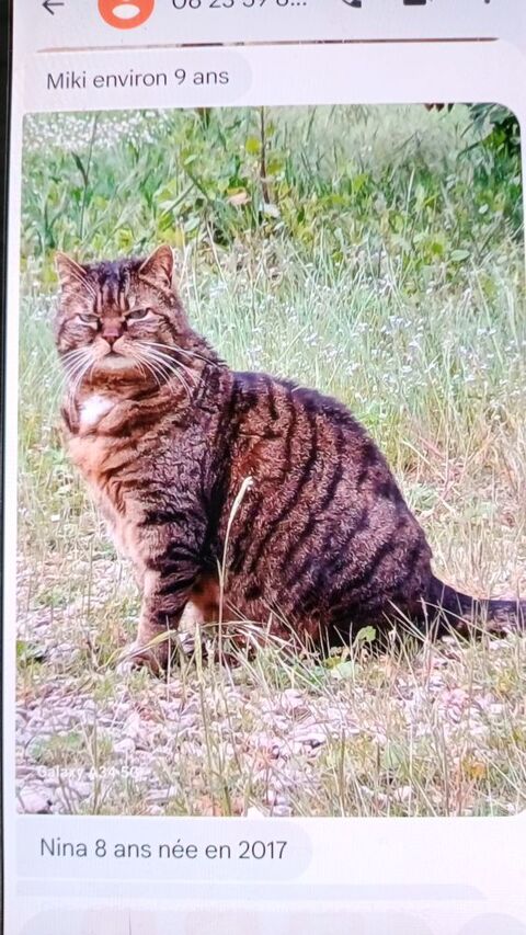 Cherche famille d'accueil pour chats. 1 10800 Isle-aumont