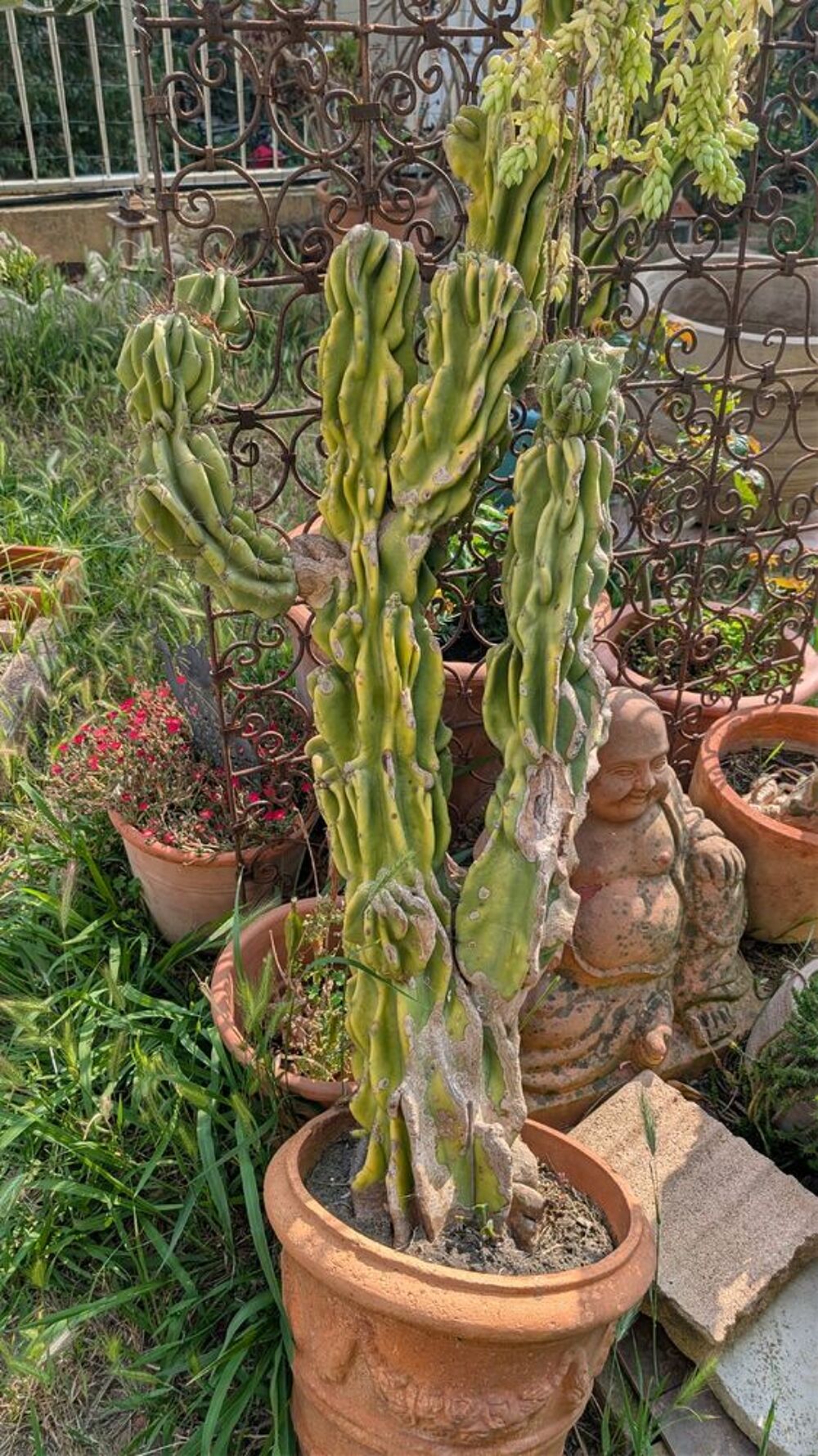 grand cactus Jardin