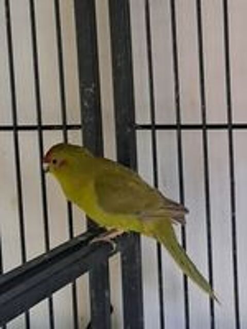   Kakarikis 