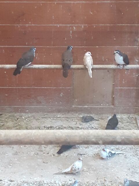 m&acirc;le tambourine 2025 40 62250 Landrethun-le-nord