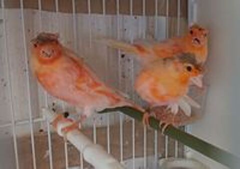   Canari77  