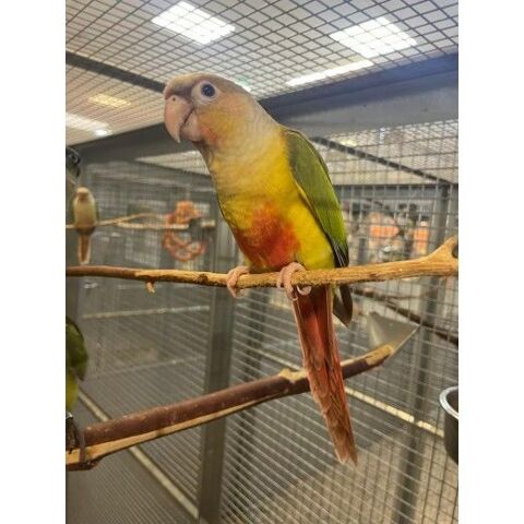 Conure joues vertes Molinae eam 2024 195 35136 Saint-jacques-de-la-lande