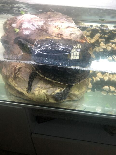 Bonjour je une tortue deau de 5 ans 100 93240 Stains