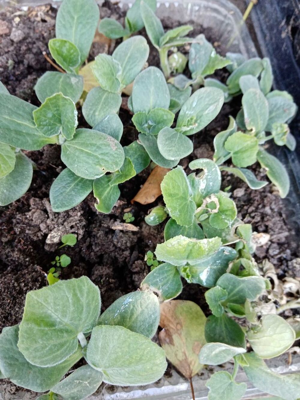 plants legumes. Jardin