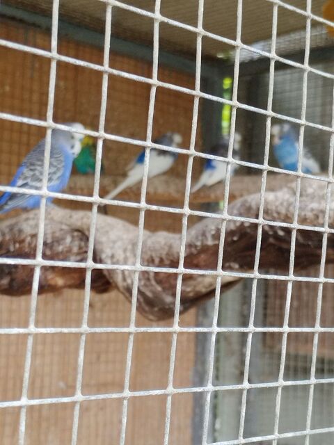 Perruches 90 47200 Fourques-sur-garonne